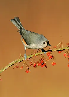 Titmouse: Tufted TITMOUSE - in winter