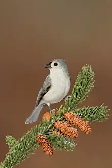 Titmouse: Tufted Titmouse - in winter