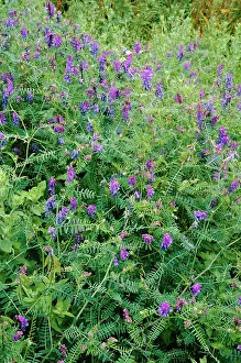 Vetch: Tufted VETCH