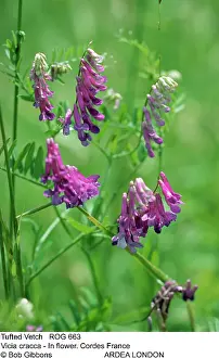 Vetch: TUFTED VETCH - FLOWERS