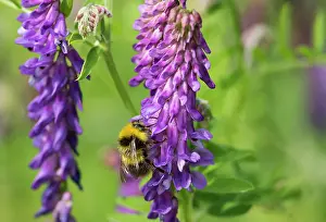 Vetch: Tufted vetch, Vicia cracca, Purple subject