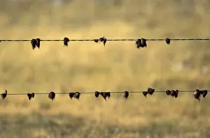 Trace: Tufts of hair on barbed wire Saskatchewan Canada