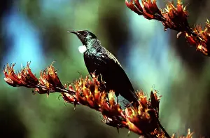 Tuis: TUI BIRD - on branch