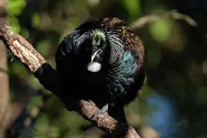 Colin Marshall: Tui