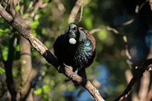 Colin Marshall: Tui