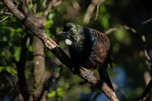 Colin Marshall: Tui