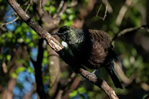 Colin Marshall: Tui