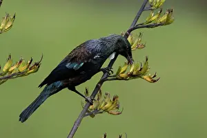 Teal: Tui - Feeding from a flax bush - Teal Valley near