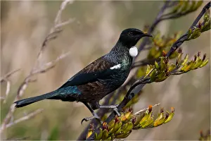 Teal: Tui - Feeding on a flowering flax - Teal Valley
