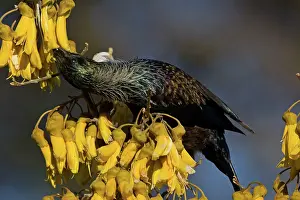 Kowhai: Tui
