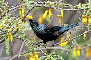 Novaeseelandiae: Tui - feeding on Kowhai blossom