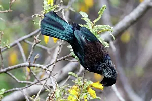 Novaeseelandiae: Tui - feeding on Kowhai blossom