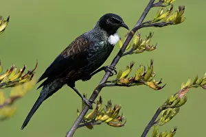 Teal: Tui - On a flax bush - Teal Valley near Nelson -