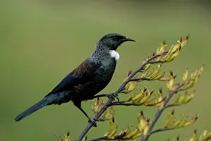 Teal: Tui - On a flax bush - Teal Valley near Nelson -