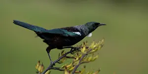 Teal: Tui - On a flax bush - Teal Valley near Nelson -