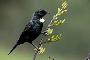 Teal: Tui - On a flax bush - Teal Valley near Nelson -