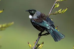 Teal: Tui - On a flax bush - Teal Valley near Nelson -