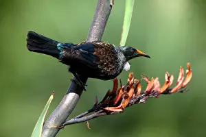 Novaeseelandiae: Tui