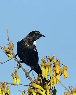Kowhai: Tui