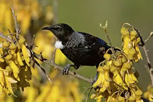Kowhai: Tui