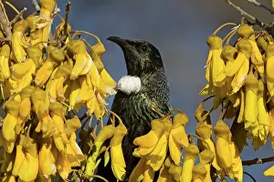 Kowhai: Tui