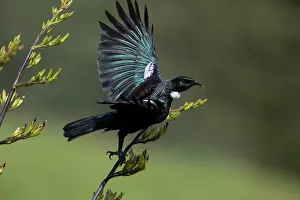 Teal: Tui - Flying from a flax bush - Teal Valley near