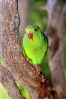 Santarem: Tui Parakeet / Santarem Parakeet - single adult