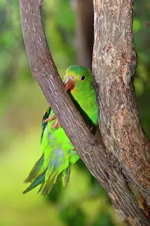 Santarem: Tui Parakeet / Santarem Parakeet - single adult