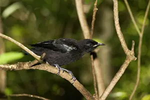 Novaeseelandiae: Tui