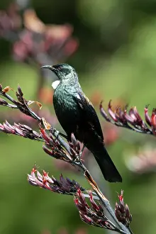 Native: Tui (Prosthemadera novaeseelandiae; endemic passerine