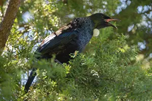 Native: Tui (Prosthemadera novaeseelandiae; endemic passerine