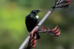 January: Tui (Prosthemadera novaeseelandiae; endemic passerine