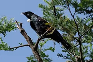 January: Tui (Prosthemadera novaeseelandiae; endemic passerine