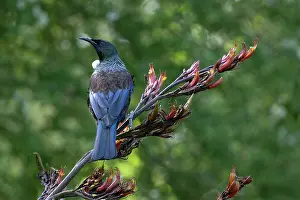 January: Tui (Prosthemadera novaeseelandiae; endemic passerine
