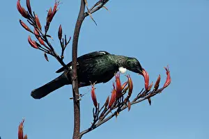 Novaeseelandiae: Tui taking nectar from flax flower (Phormium species)