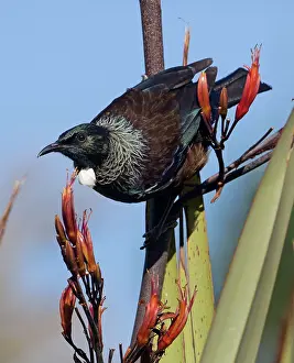 Novaeseelandiae: Tui taking nectar from flax flower (Phormium species)