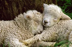 Raised: Tukidale Sheep - lambs, raised for carpet wool