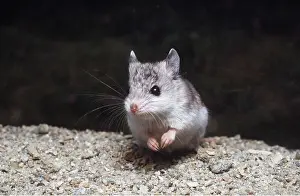B Moose Peterson: Tulare Grasshopper Mouse