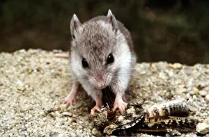 B Moose Peterson: Tulare MOUSE - feeding on Grasshopper