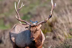 Tule: Tule Elk