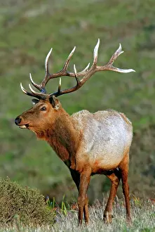 Tule: Tule Elk