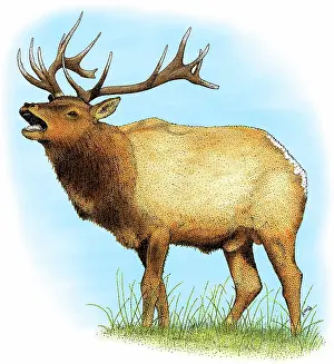Cervinae: Tule Elk