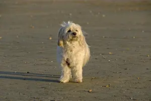 Tulear: Tulear Cotton on a beach France