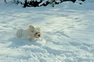 Tulear: Tulear cotton in the snow, France