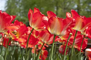 Storage: Tulip American Dream in bloom in a garden