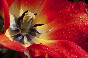 Storage: Tulip American Dream in bloom in a garden