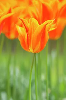 Ballerina: Tulip Ballerina