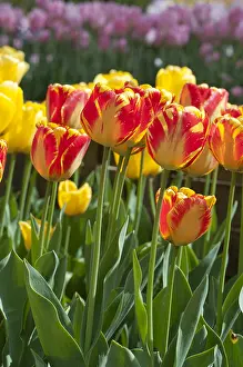 Storage: Tulip Banja Luka in bloom in a garden