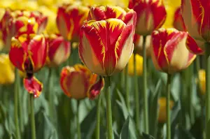 Storage: Tulip Banja Luka in bloom in a garden