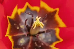 Wuerttemberg: tulip - blooming red tulip in spring - Metzingen